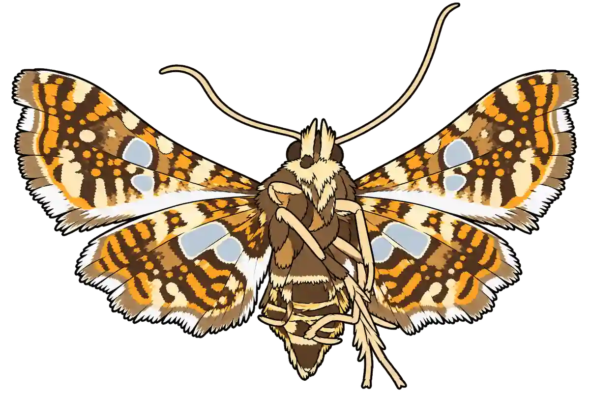 Thyris fenestrella, ventral view