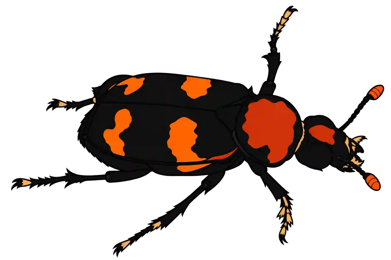 Nicrophorus americanus, female dorsal oblique view