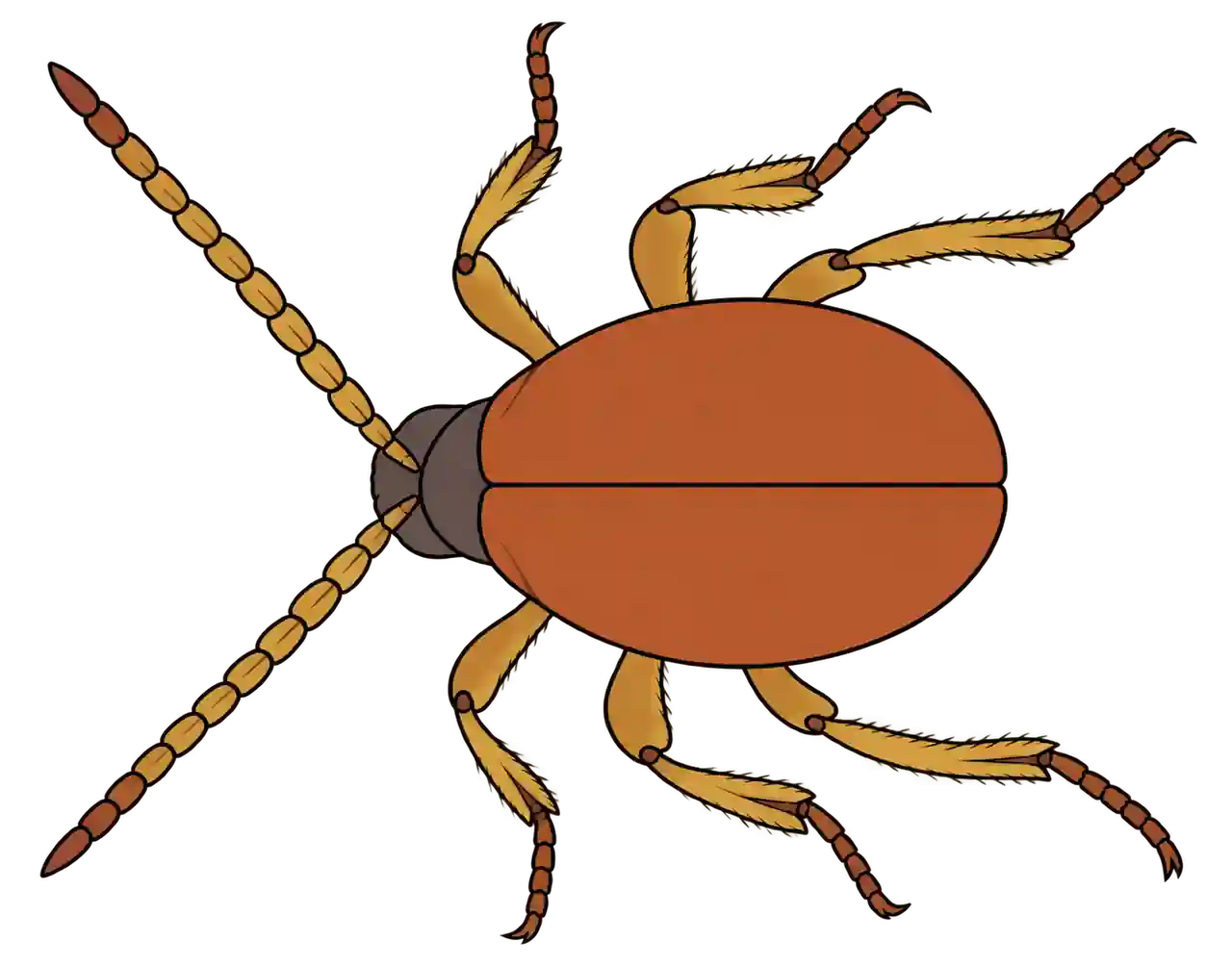 Gibbium psylloides, dorsal view