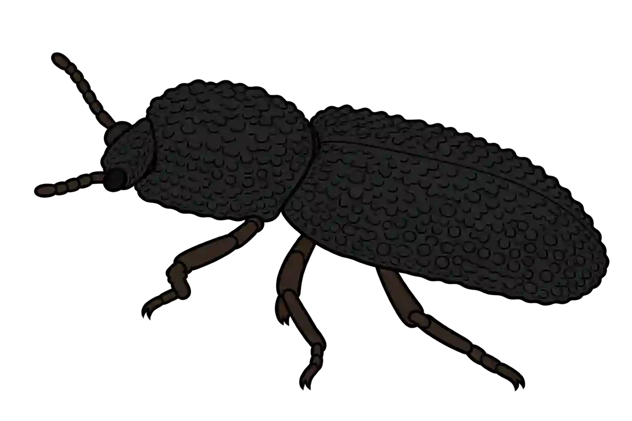 Phloeodes diabolicus, dorsal oblique view