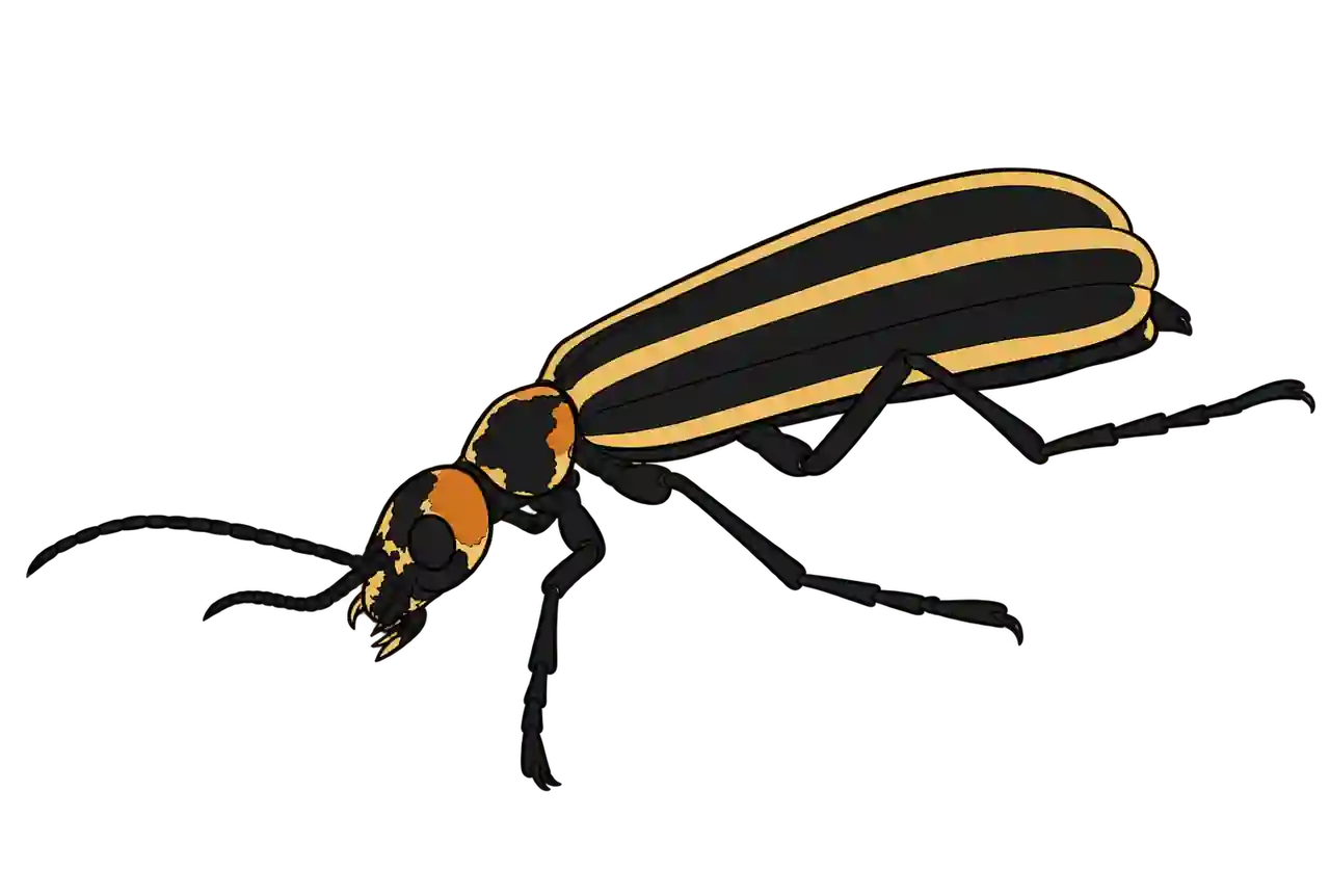 Epicauta vittata, dorsal oblique view