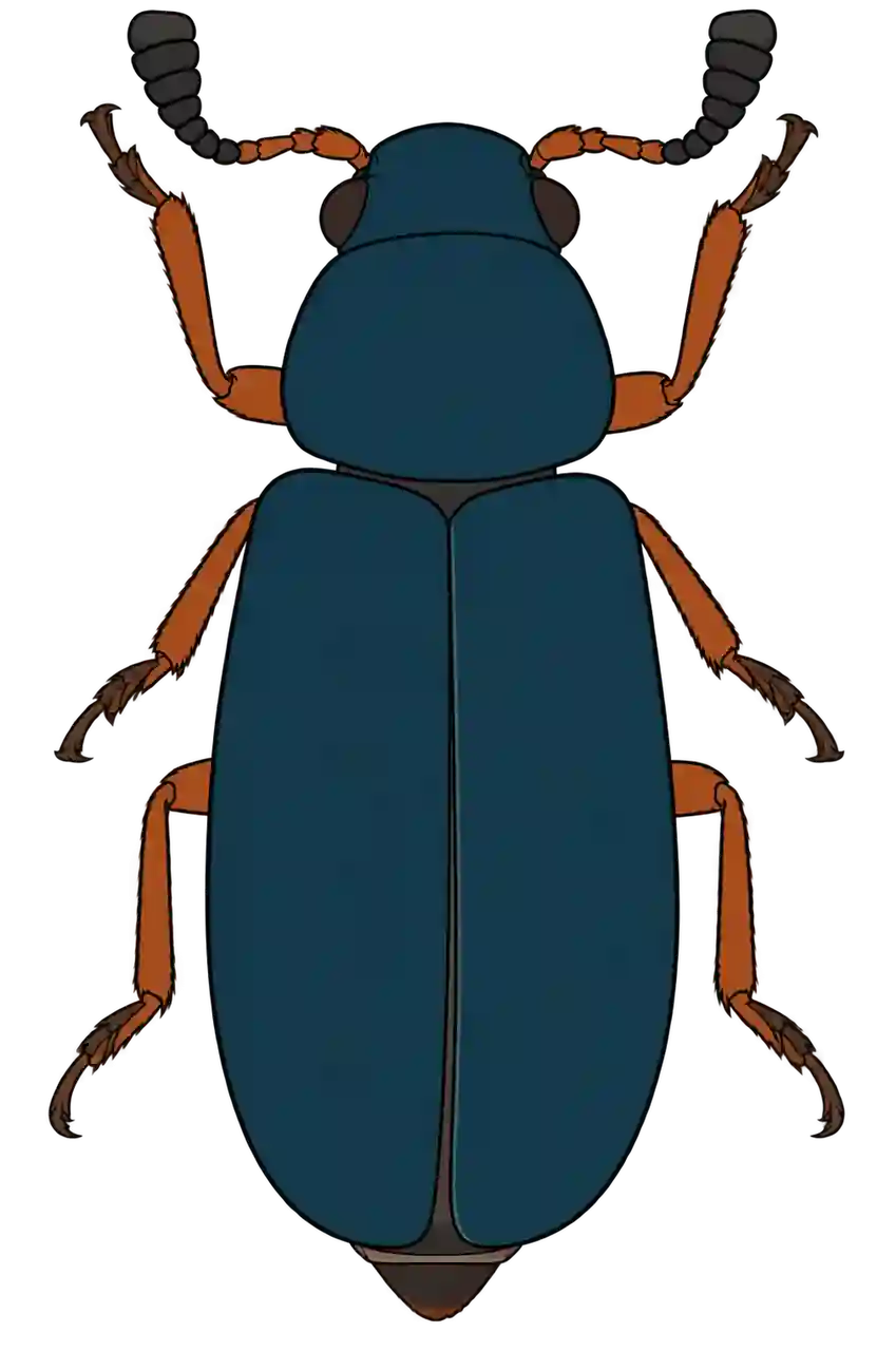 Necrobia rufipes, dorsal view