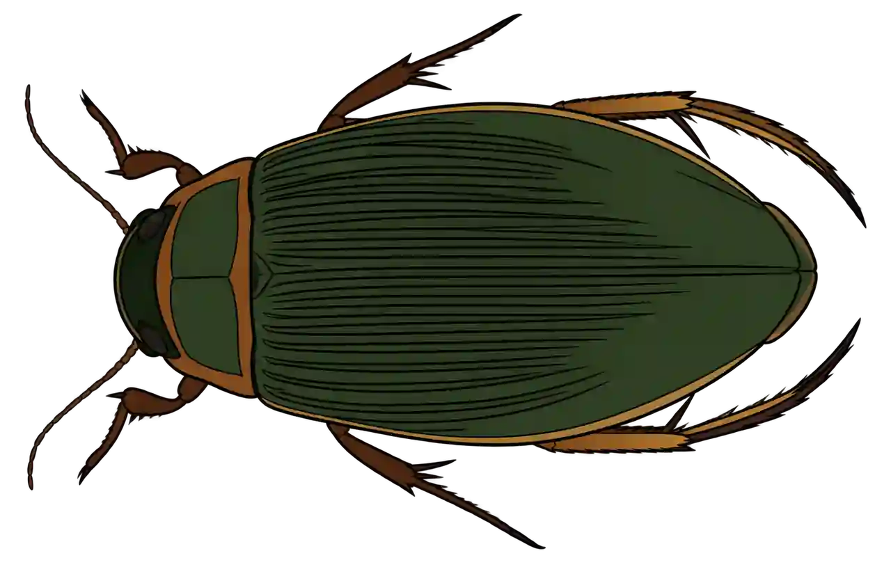 Dytiscus marginalis, female dorsal view