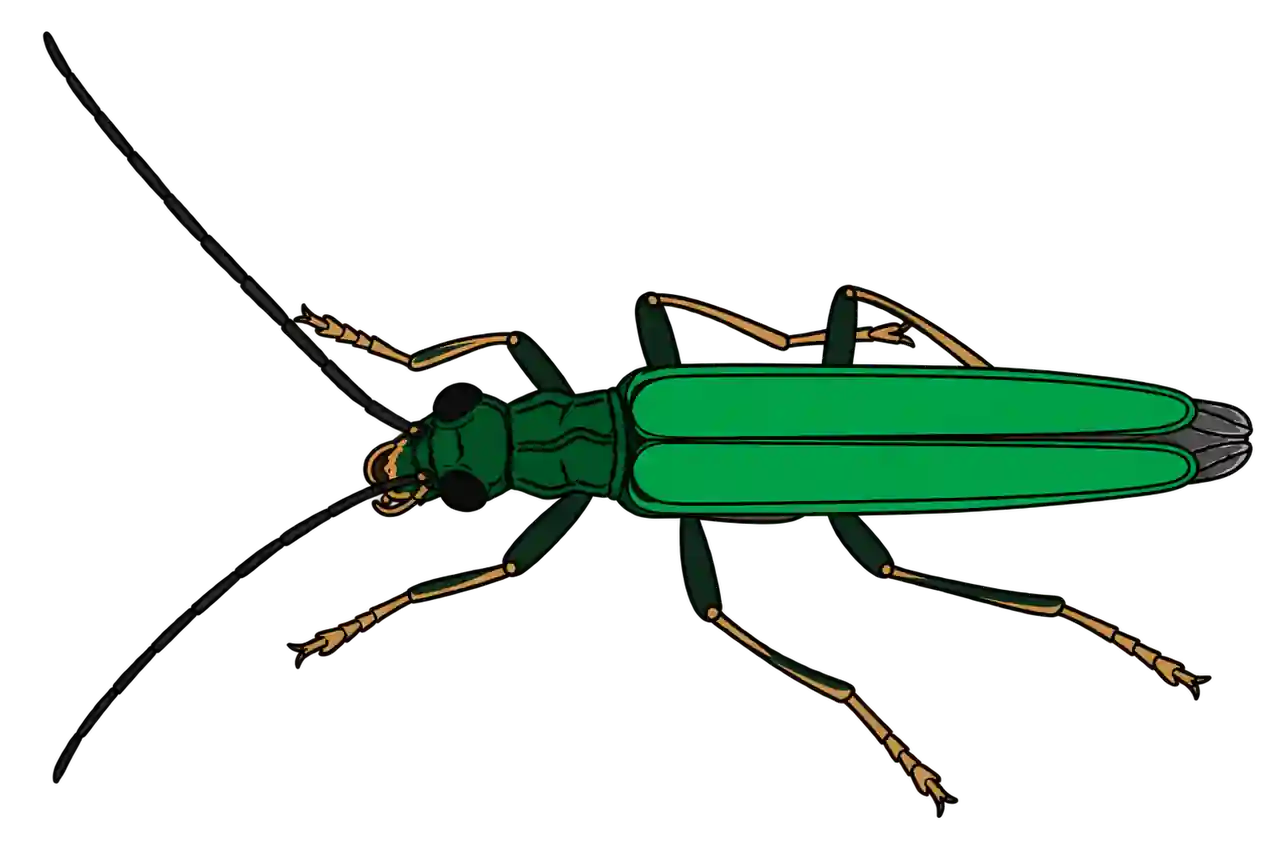 Oedemera nobilis, female dorsal view