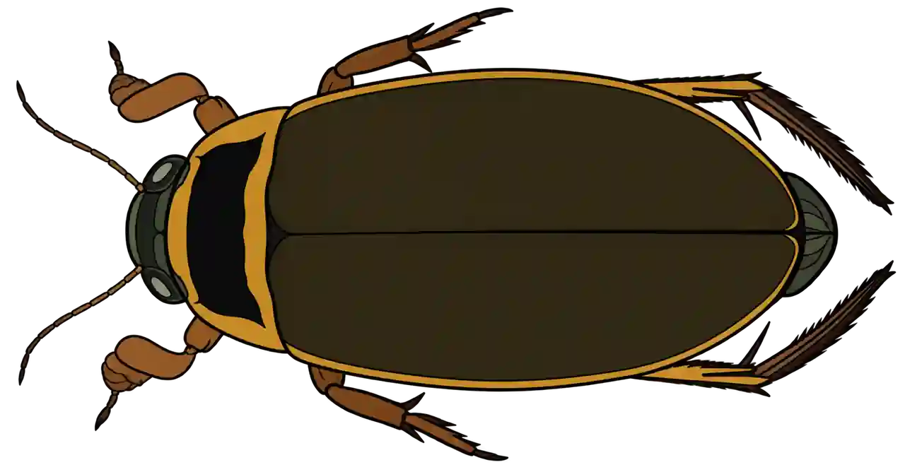 Dytiscus marginalis, male dorsal view