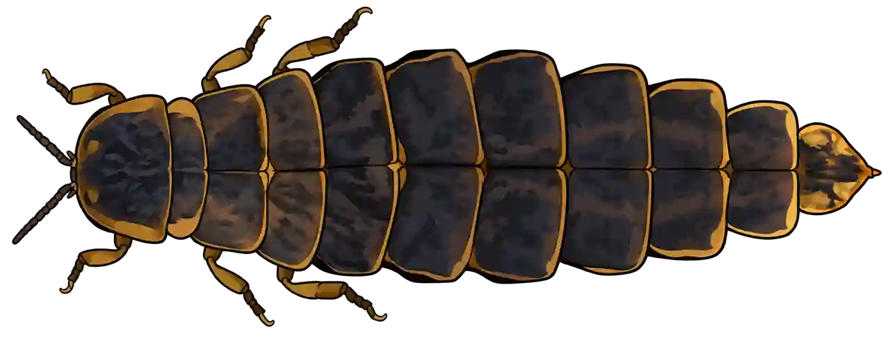 Lampyris noctiluca, female dorsal view