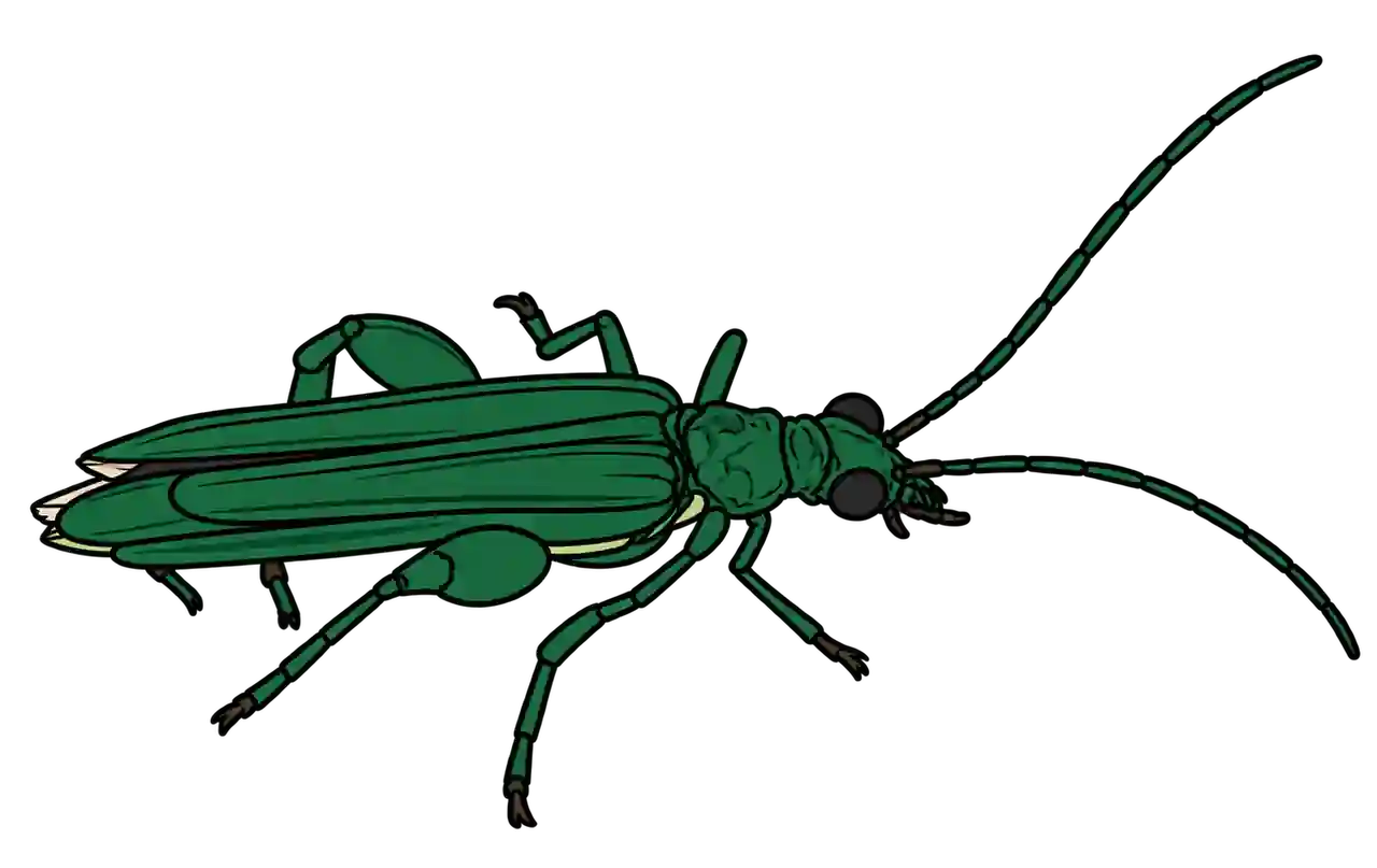 Oedemera nobilis, male dorsal oblique view
