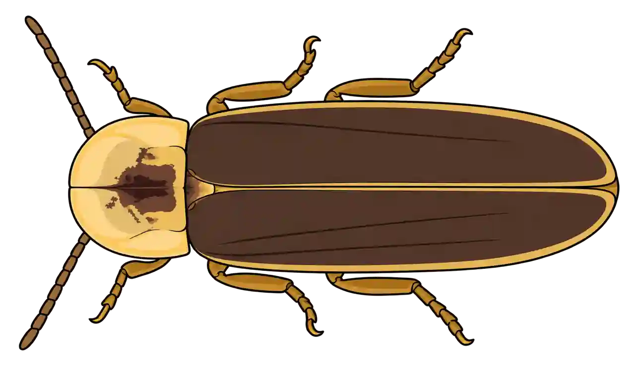 Lampyris noctiluca, male dorsal view