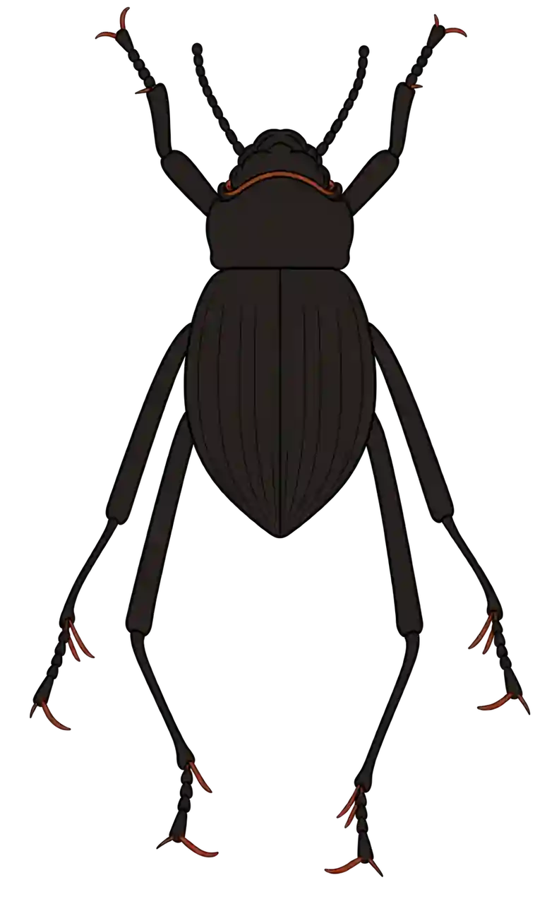Onymacris unguicularis, dorsal view