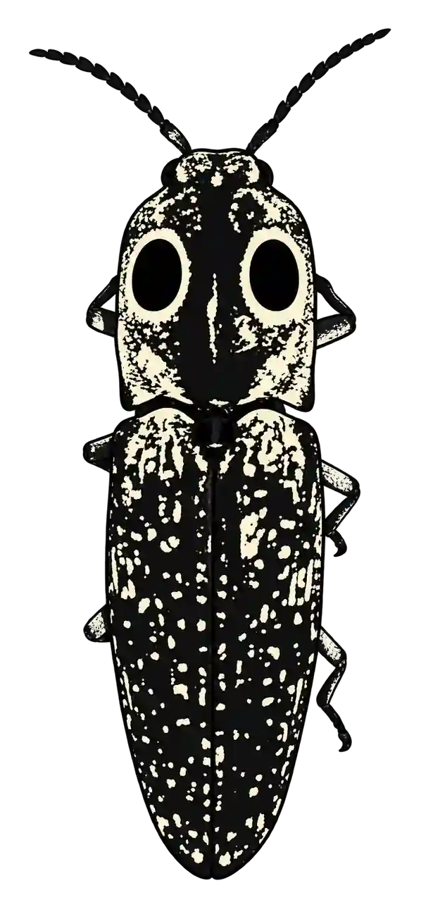 Alaus oculatus, dorsal view