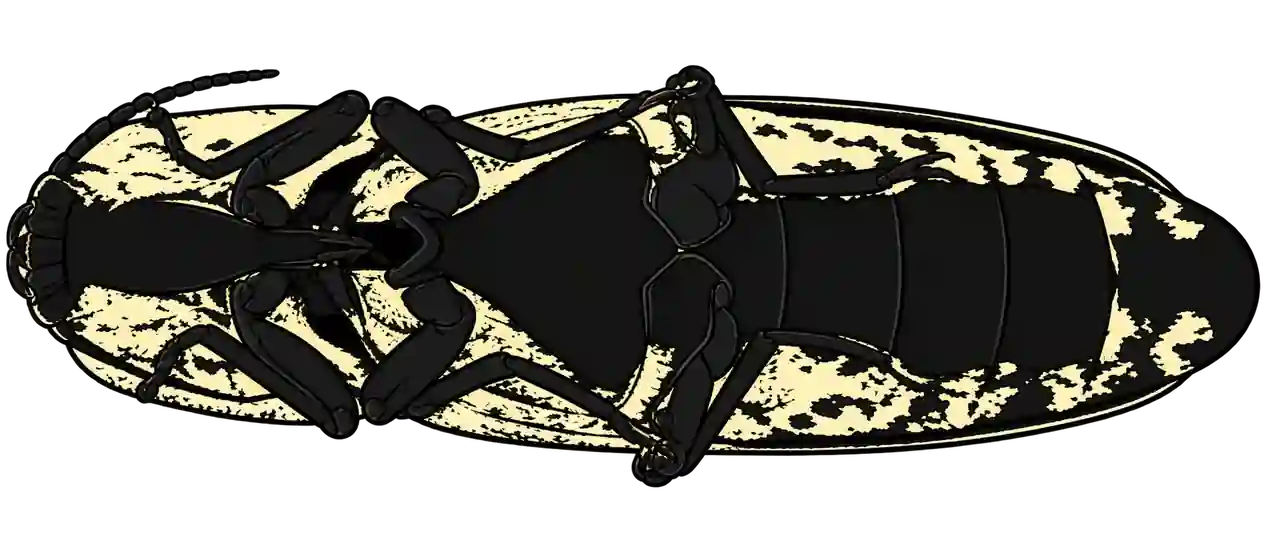 Alaus oculatus, ventral view