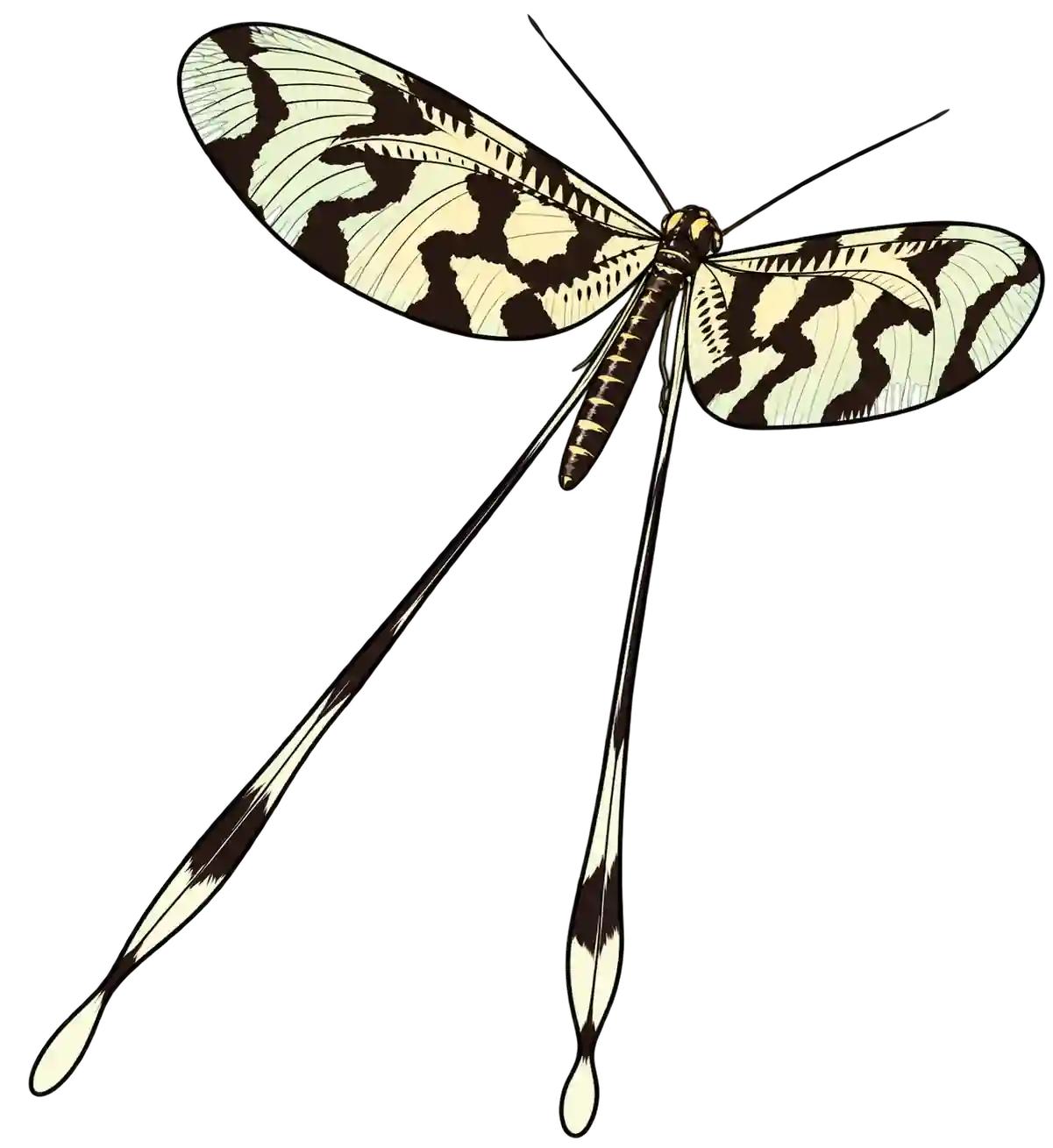 Nemoptera sinuata, dorsal view