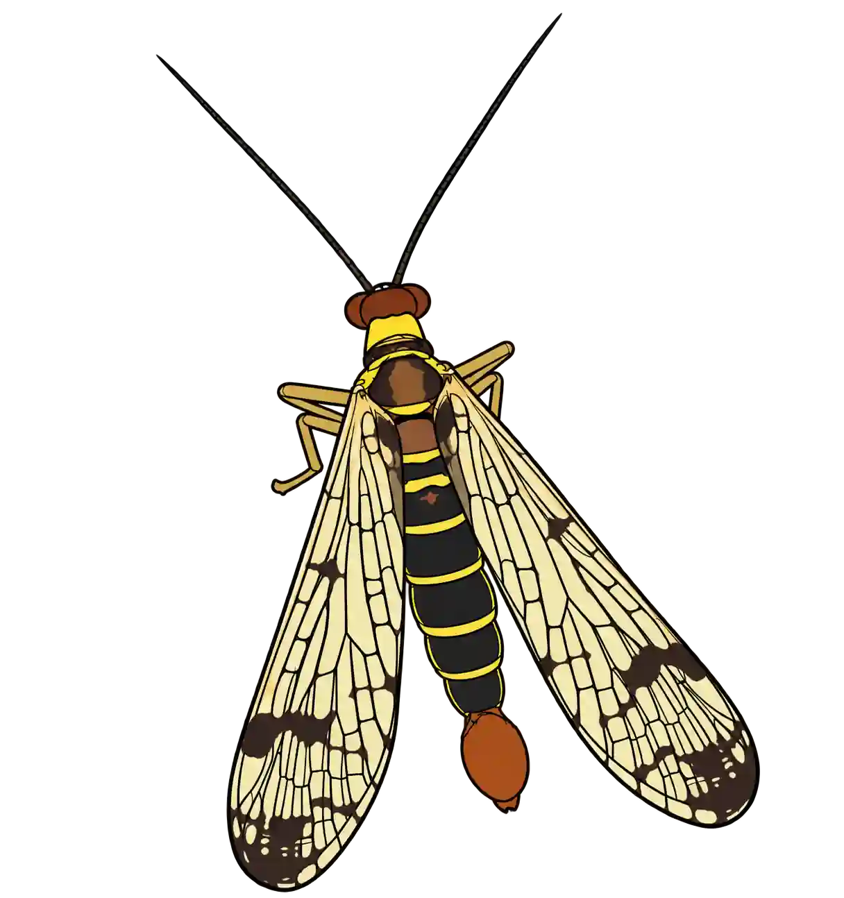 Panorpa communis, male dorsal view