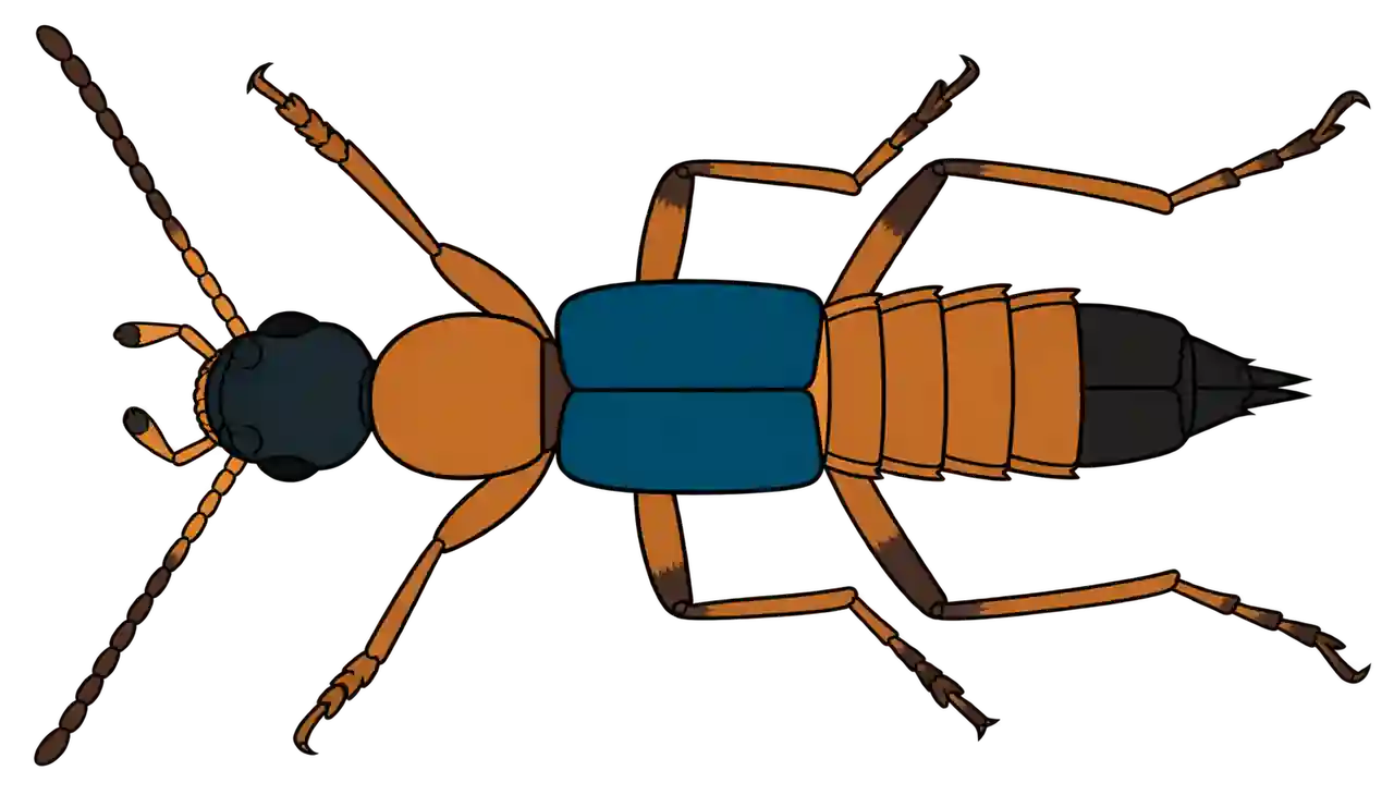 Paederus fuscipes, dorsal view