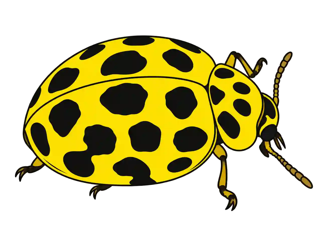 Psyllobora vigintiduopunctata, dorsal oblique view