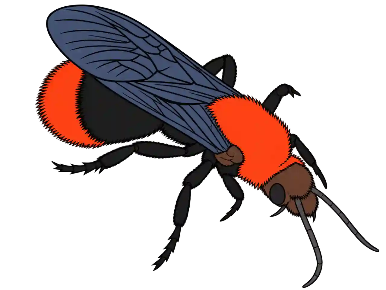 Dasymutilla occidentalis, male dorsal oblique view