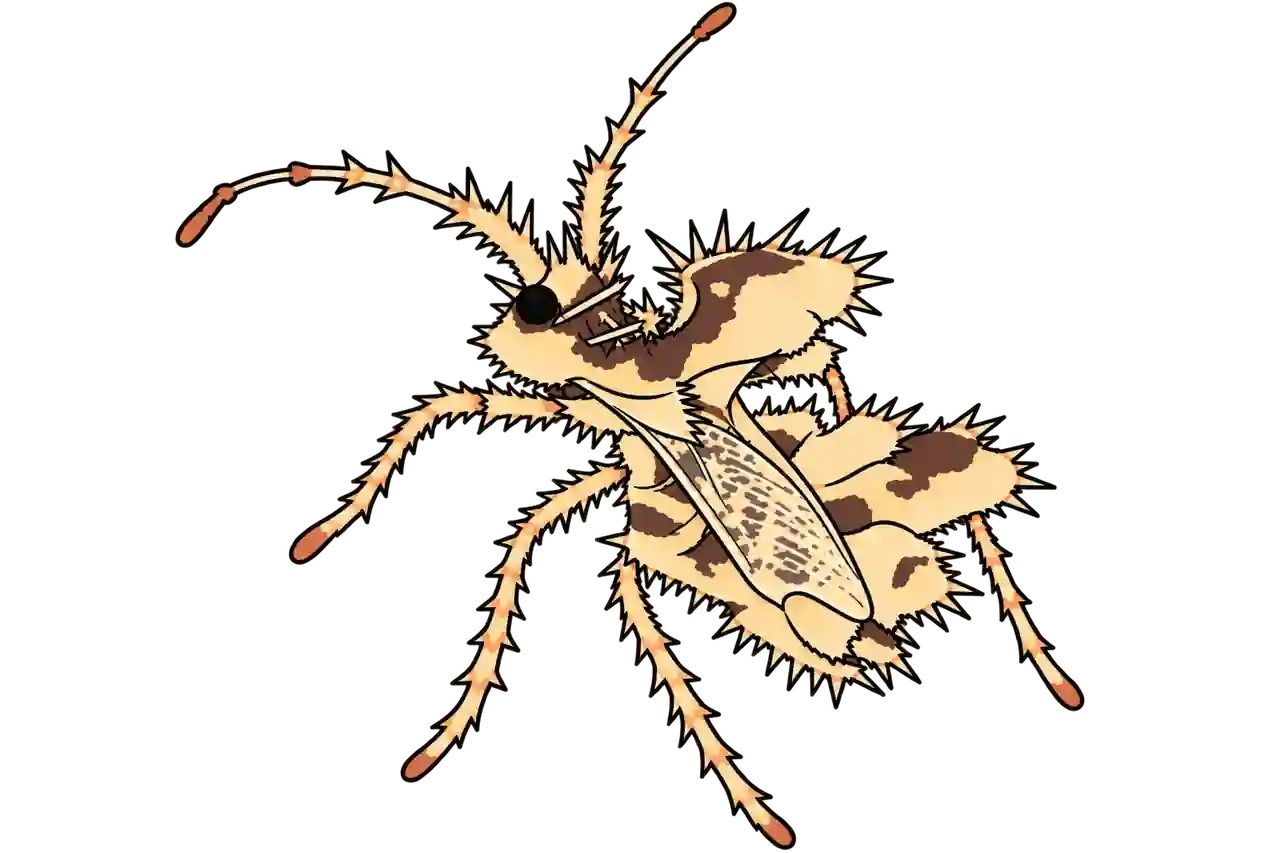 Phyllomorpha laciniata, dorsal oblique view