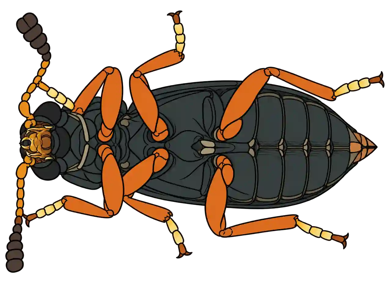 Necrobia rufipes, ventral view
