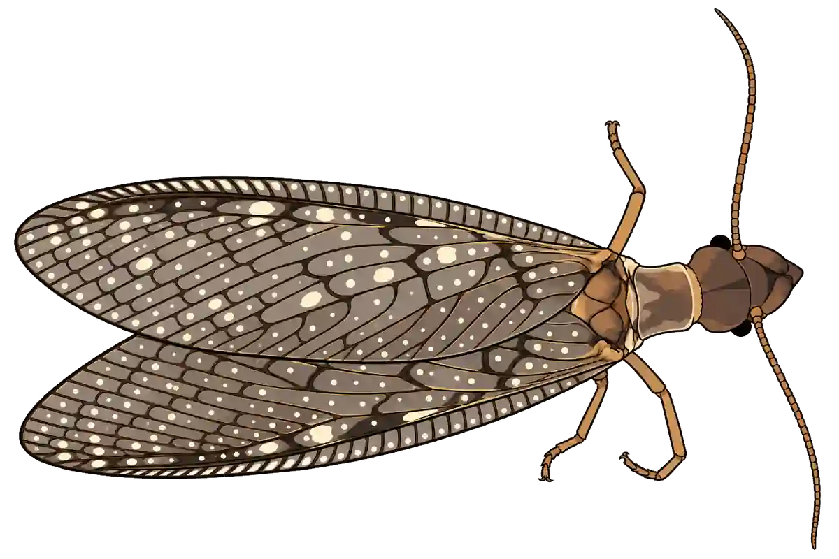 Corydalus cornutus, female dorsal view