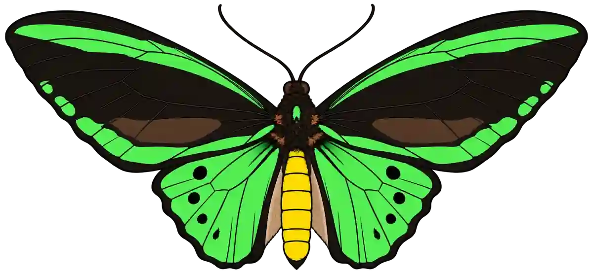 Ornithoptera priamus poseidon, male dorsal view